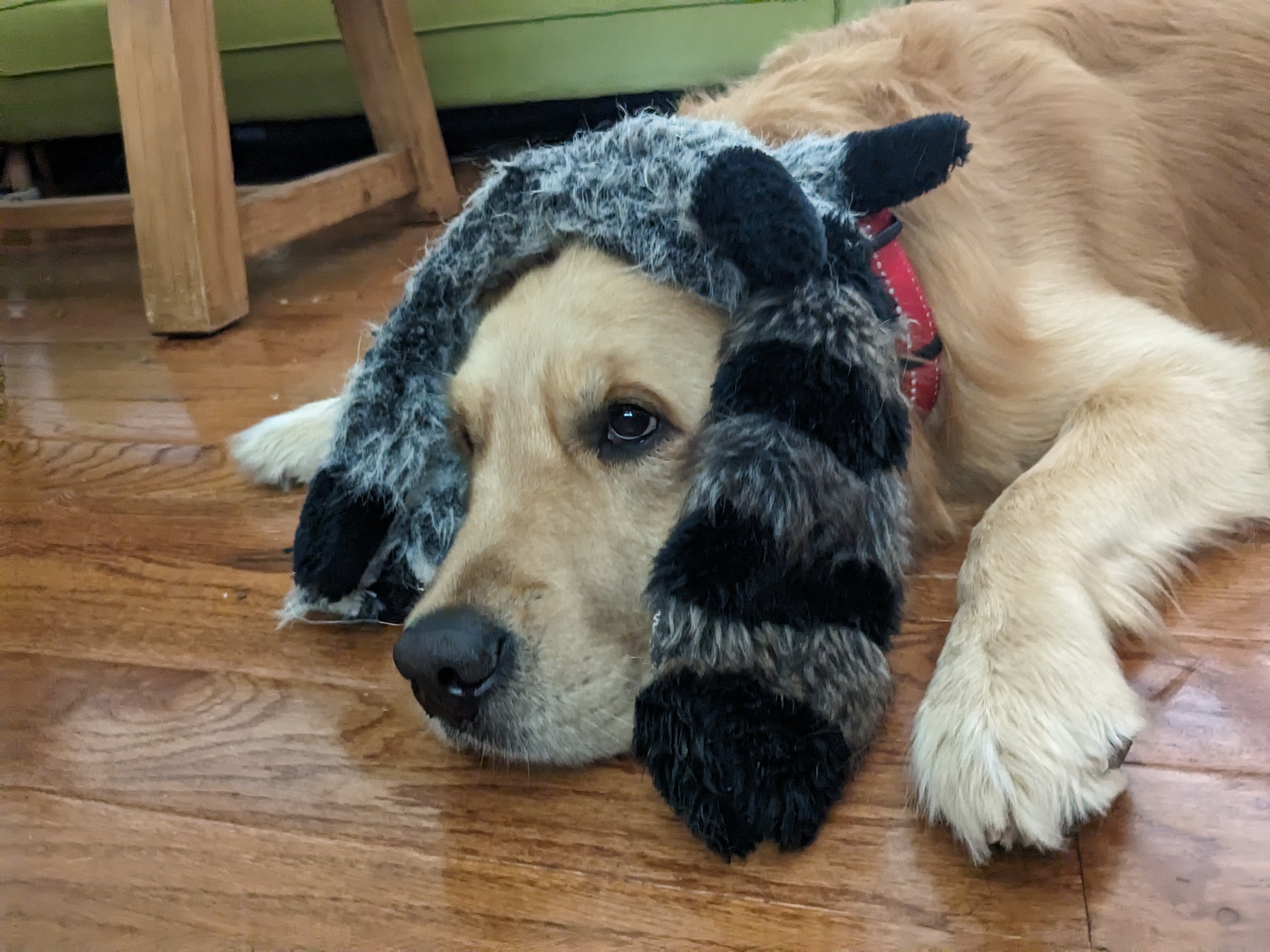 Appa with a toy on his head